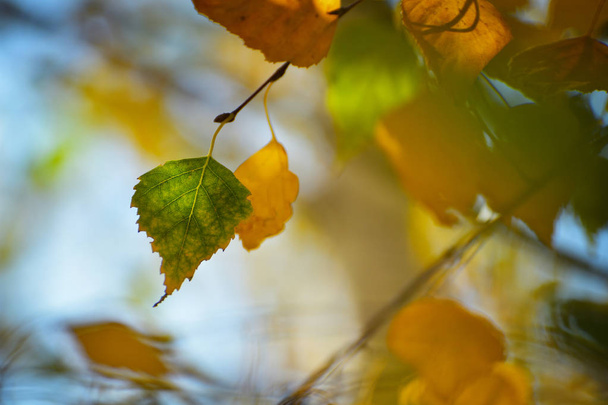Birch leaves in autumn - Photo, Image