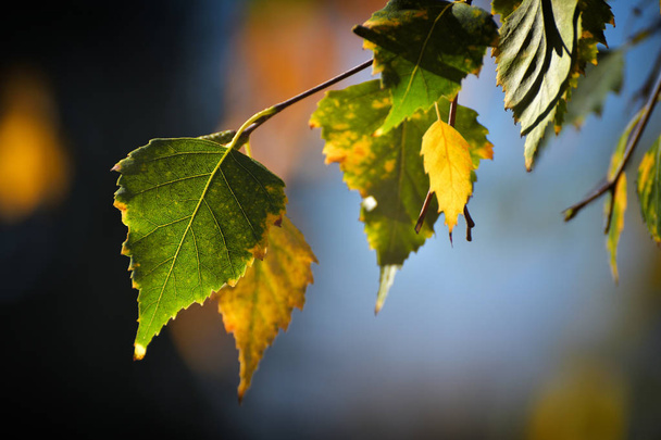Koivunlehdet syksyllä - Valokuva, kuva