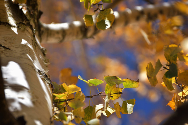 Las hojas de abedul en otoño - Foto, imagen