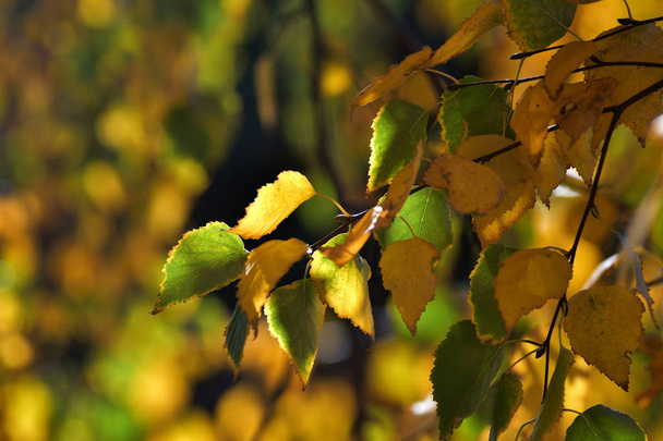 Birch leaves in autumn - Photo, image