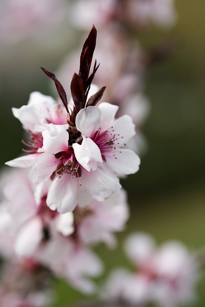 Bahar zaman çiçek - Fotoğraf, Görsel