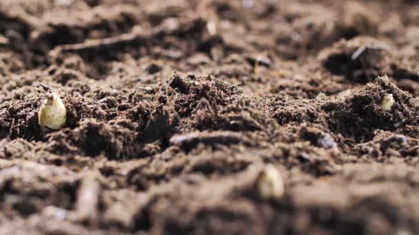 Προβολή με μεγέθυνση των σπαραγγιών που αυξάνονται στο χώμα στο αγρόκτημα βιολογικών προϊόντων, το φρέσκο προϊόν και το concept γεωργία - Πλάνα, βίντεο