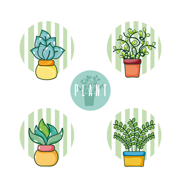 Set of cactus in pots cartoons vector illustration graphic design - Vector, Image