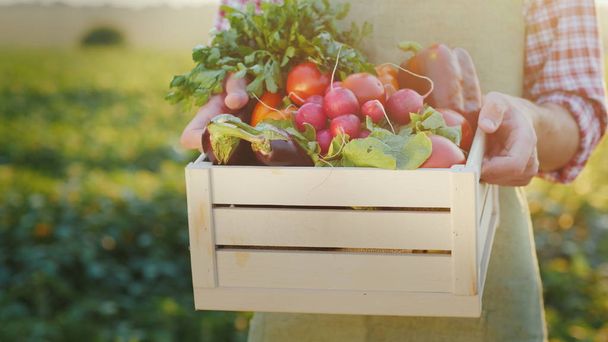 The farmer is holding a wooden box with fresh vegetables. Organic agriculture concept - 写真・画像