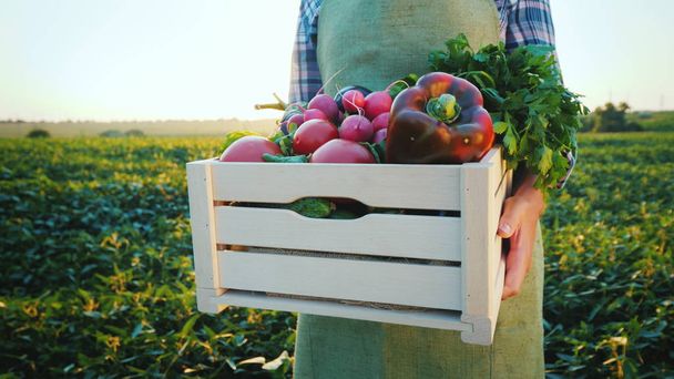 A young farmer is holding a wooden box with vegetables from his field. In the picture, only the hands are visible. Fresh and healthy products - Photo, image