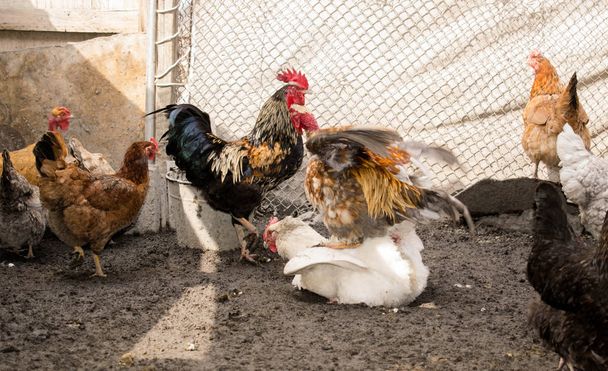 Rooster chicken agriculture livestock trample chicken coop farm for design background - Photo, Image