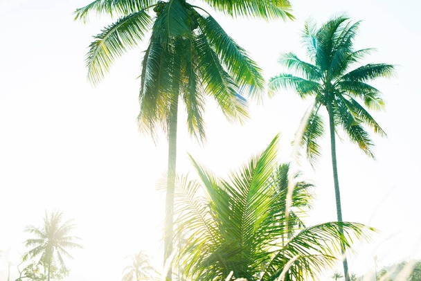 Tropical background palm trees morning sun light - Foto, imagen