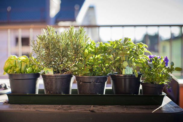Macetas de plantas aromáticas en mesa al aire libre
. - Foto, Imagen