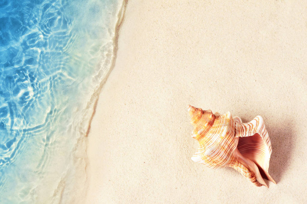 海の水で夏のビーチの貝殻。夏の背景。夏. - 写真・画像