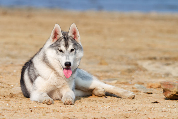 Huskies siberianos en una playa
 - Foto, Imagen