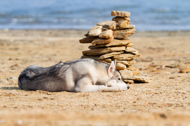 Siperian Huskies rannalla
 - Valokuva, kuva