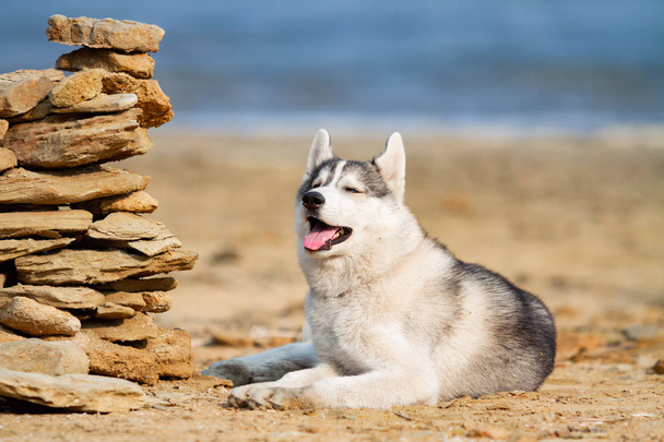 Huskies siberianos en una playa
 - Foto, imagen