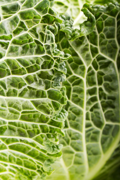 fresh savoy cabbage - Φωτογραφία, εικόνα