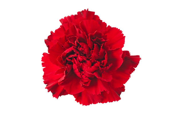 carnation - Foto, Imagem