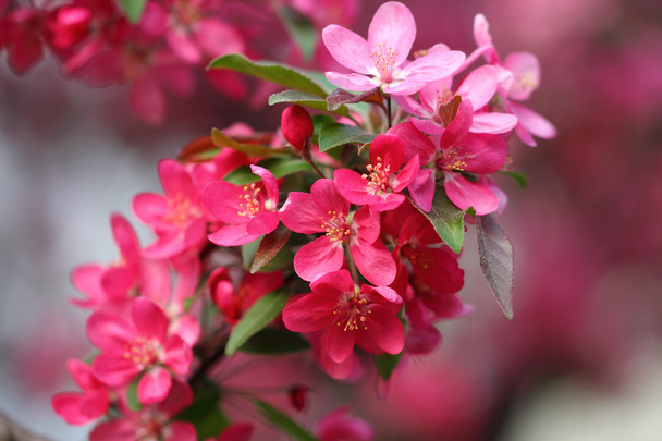 Manzana rosa florece
 - Foto, imagen