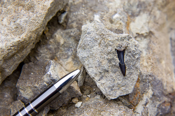Fossiele haaientanden in de sedimenten met potlood verhouding - Foto, afbeelding