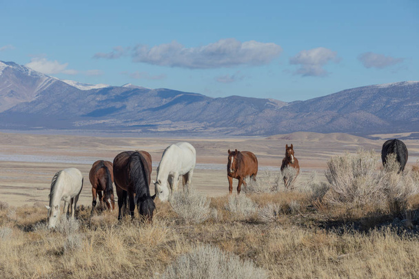 άγρια άλογα στην έρημο της Γιούτα το χειμώνα - Φωτογραφία, εικόνα