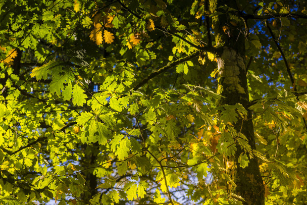 χαμηλή γωνία προβολής της κλαδιά δέντρων με πράσινο φύλλωμα - Φωτογραφία, εικόνα