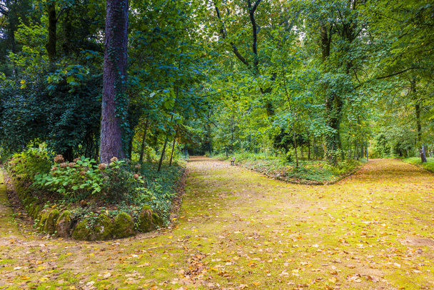 листяні доріжки в зеленому парку сцени
 - Фото, зображення