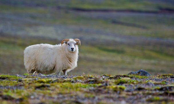 Ισλανδία πρόβατα - Φωτογραφία, εικόνα