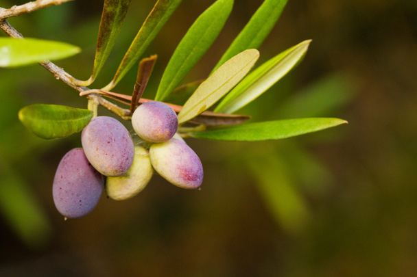 Branch of olives - Photo, Image