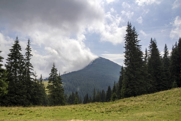 Vista panoramica della nuvola bianca in cima alla montagna con abete rosso verde
 - Foto, immagini