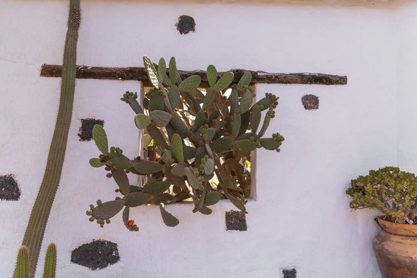 Východní Prickly hruškové kaktusy v okně - Fotografie, Obrázek