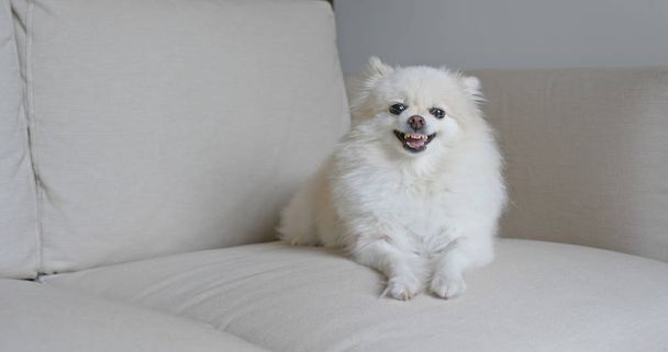 Pomeranian σκυλί πάρει θυμωμένος στον καναπέ - Φωτογραφία, εικόνα