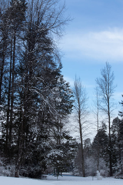 blue sky over a snowy park landscape - Foto, Bild