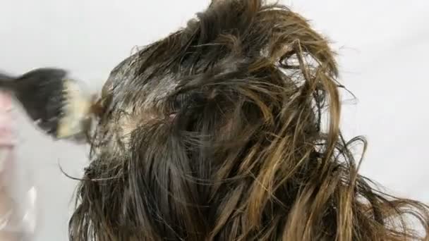 Cheveux gris aux racines des femmes, qui lui-même teint les cheveux avec de la peinture spéciale et brosse à la maison
 - Séquence, vidéo