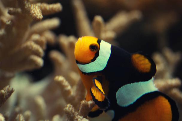 close-up Ocellaris clownfish swim between Anemone flower under deep ocean, magnificent colorful ecosystem anemone from scuba diving camera, natural design inspiration advertisement graphic backgrounds - Photo, Image