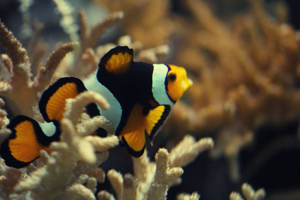 lähikuva Ocellaris clownfish uida välillä Anemone kukka syvän meren alla, upea värikäs ekosysteemi anemone sukellus kamera, luonnollinen muotoilu inspiraatiota mainos graafinen taustat
 - Valokuva, kuva