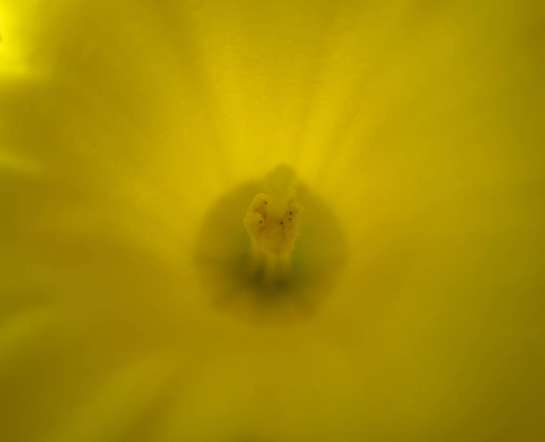 Tokyo, Japonya-Mart 16, 2019: Closeup pistil ve stamens Narcissus veya nergis - Fotoğraf, Görsel