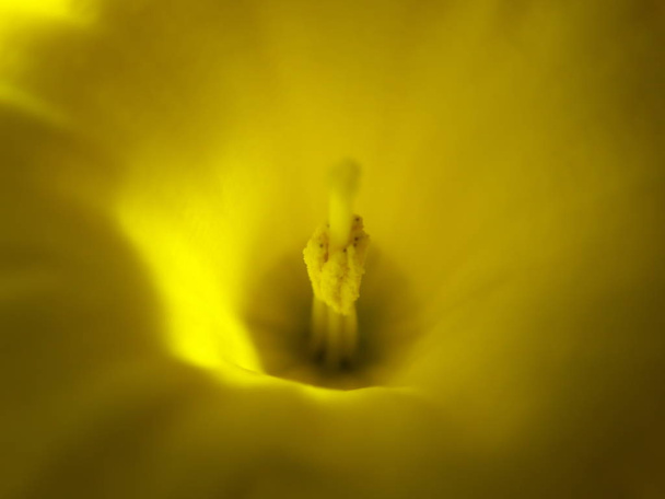 Tokyo,Japan-March 16, 2019: Closeup of pistil and stamens of Narcissus or daffodil - Photo, Image