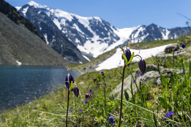 Small mountain lake with blooming flowers on foreground.Beautiful summer landscape of the Altai mountains and lakes with blooming flowers. - Photo, Image
