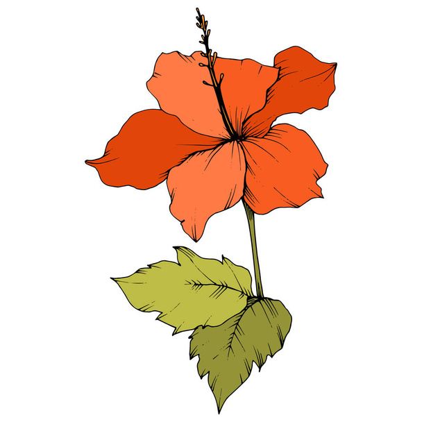 Vector Hibiscus floral botanical flower. Exotic tropical hawaiian summer. Engraved ink art. Isolated hibiscus illustration element on white background. - Vektor, Bild