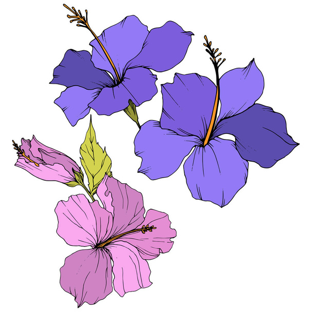 ベクトル ハイビスカスの花植物花。エキゾチックな熱帯のハワイアンの夏。刻まれたインク アート。白い背景の上の隔離されたハイビスカス イラスト要素. - ベクター画像