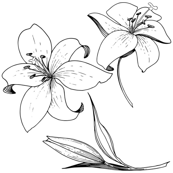 Διάνυσμα floral βοτανικό λουλούδι κρίνων. Άγρια άνοιξη φύλλων wildflower απομονωμένη. Μαύρο και άσπρο χαραγμένο μελάνι τέχνης. Απομονωμένη κρίνοι εικονογράφηση στοιχείο σε λευκό φόντο. - Διάνυσμα, εικόνα