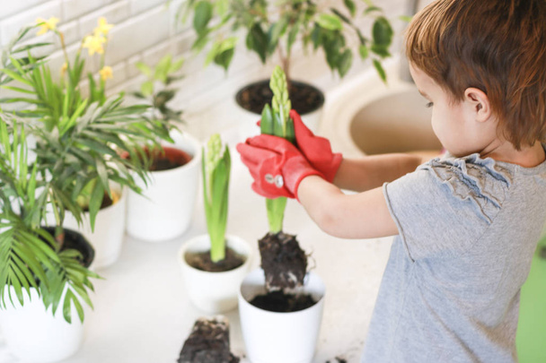 Μικρό κορίτσι κηπουρός με φυτά στο δωμάτιο. Μεταμοσχεύσεις λουλούδια σε γλάστρες. Ένα μικρό κορίτσι με τα κόκκινα γάντια φυτά λουλούδια στο σπίτι. Κηπουρική. Φροντίδα των φυτών σπίτι. - Φωτογραφία, εικόνα
