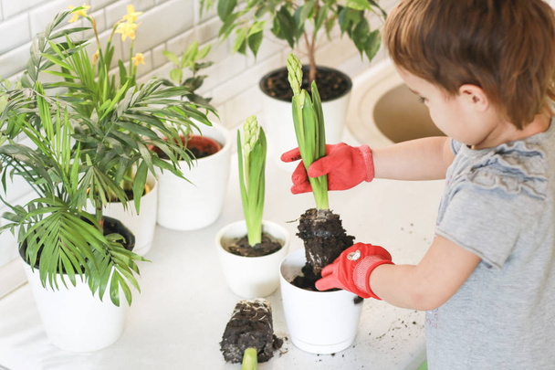 Little girl gardener with plants in the room. Transplants flowers into pots. A little girl in red gloves plants flowers at home. Gardening. Care of home plants. - Photo, Image