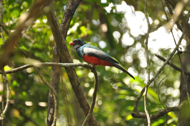 Trogon Massena-tailed zat op een tak in een tropisch bos in Gamboa in Panama - Foto, afbeelding