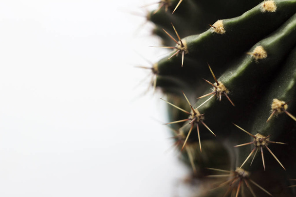 Round green cactus with long spines-needles on a light backgroun - Fotografie, Obrázek