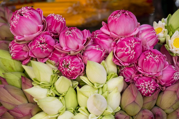 lotus flowers background - Photo, Image