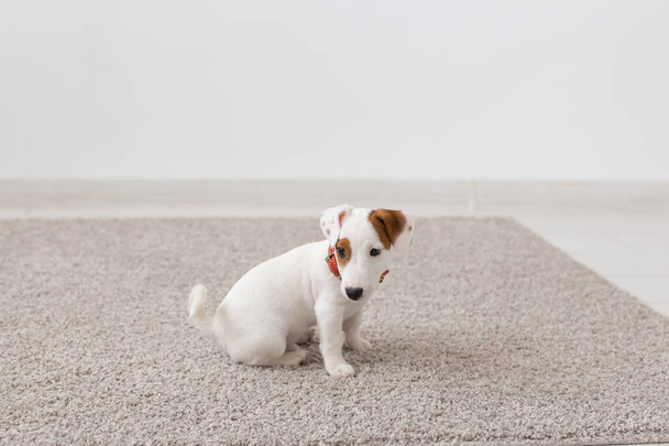 pets, animals and domestic concept - little russell puppy sitting on a carpet in living room - Foto, immagini