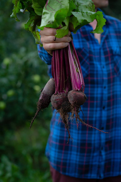 Fresh beetroot harvest in hands - Photo, image