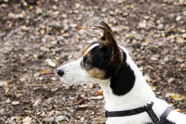 Una fotografia di Jack Russell Terrier nel bosco
. - Foto, immagini