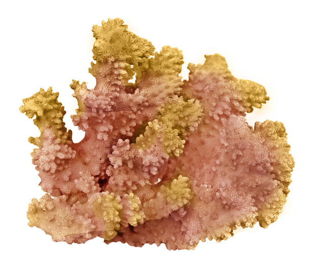 Coral aislado sobre fondo blanco - Foto, imagen