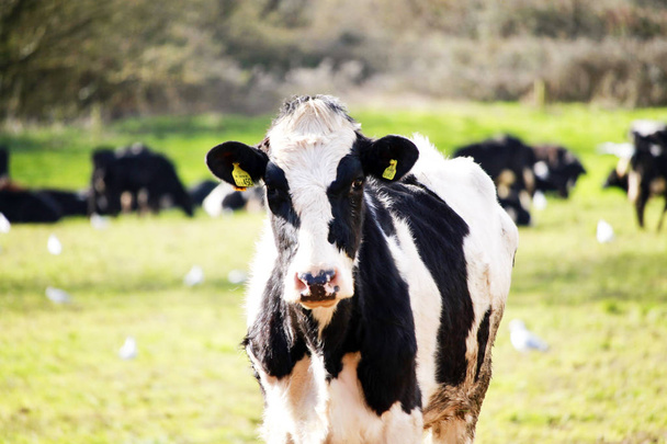 Kuva Devonista otetusta lehmästä.
 - Valokuva, kuva