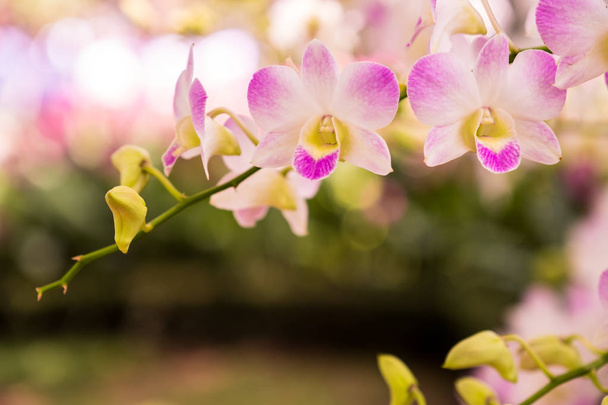 Orchidea nemzetség Dendrobium Pompadour - Fotó, kép