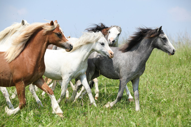 Lotto di ponnies gallesi che corrono insieme sui pascoli
 - Foto, immagini